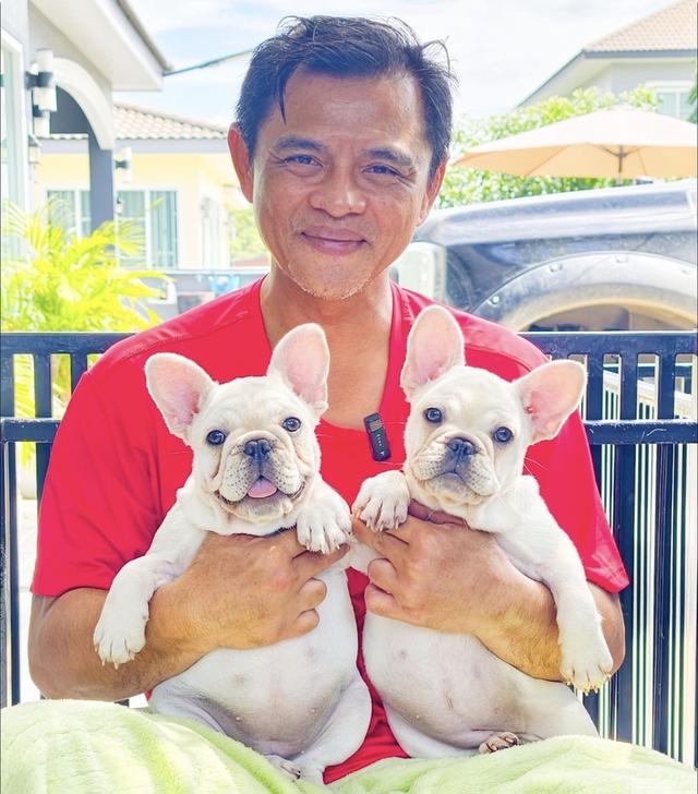 ลูกสุนัขเฟรนช์บูลด็อก