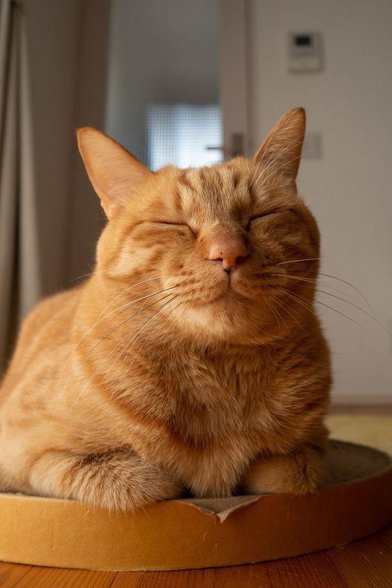หาบ้านให้ น้องแมวสก็อตติช โกลด์สีส้มน่ารัก