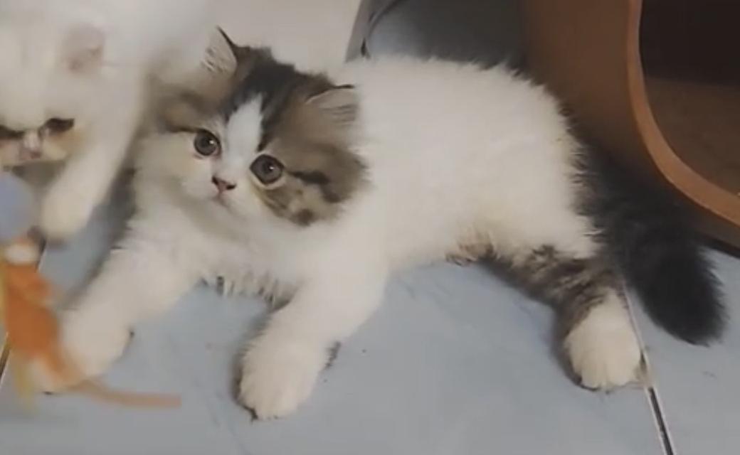 📌🏠ลูกแมวเปอร์เซีย แท้สายตรง