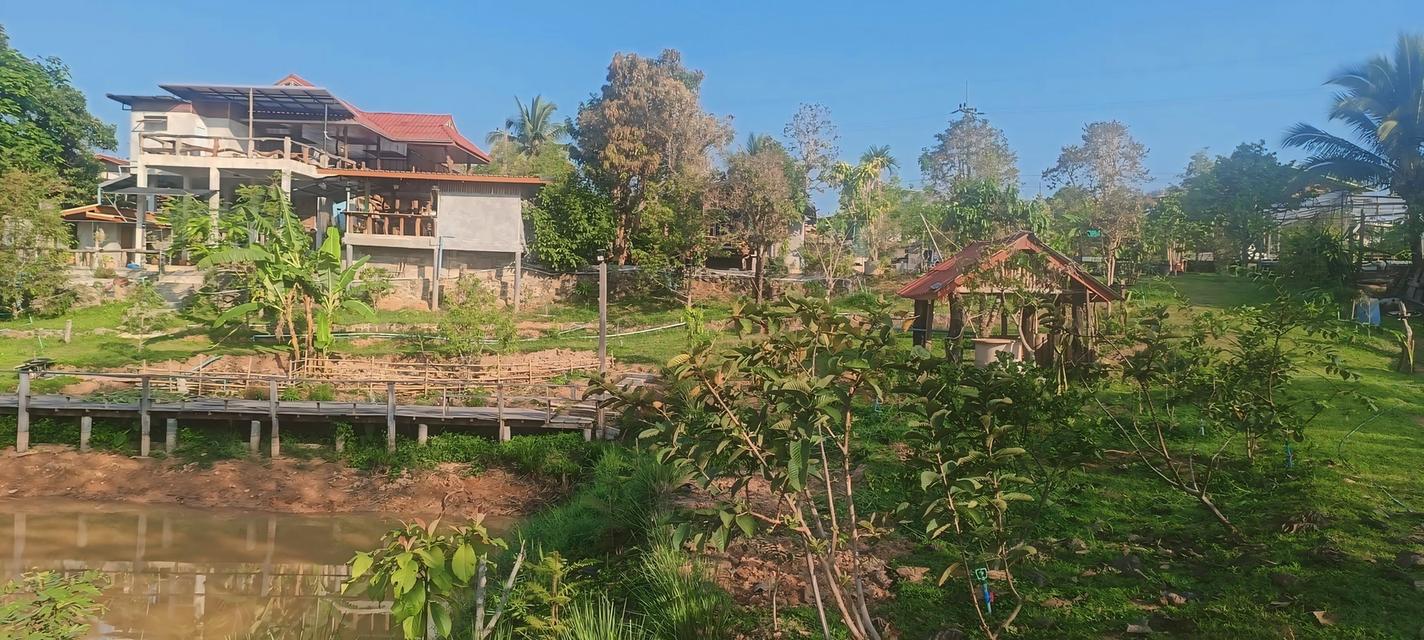 🔥 หลุดจอง! ที่ดิน 6 ไร่ + บ้าน + สวนทุเรียนให้ผลแล้ว (จ.เพชรบูรณ์) 9