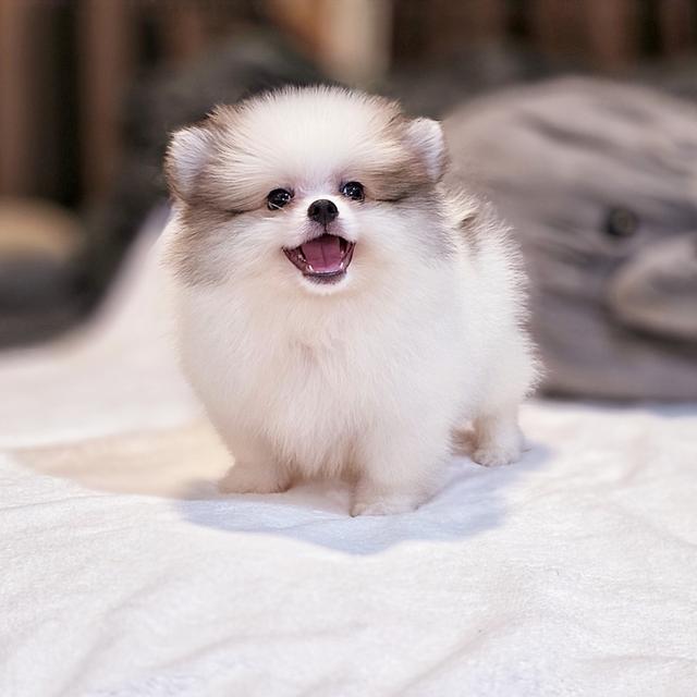 ปอร์เช่ ปอมแท้หนุ่มหล่อสีปาร์ตี้ขนแน่นฟอร์มหมี 6