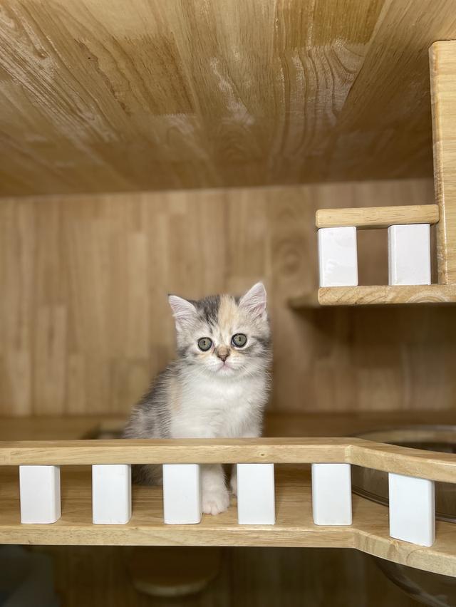 แมวมันช์กิ้นขายาว พร้อมย้าย