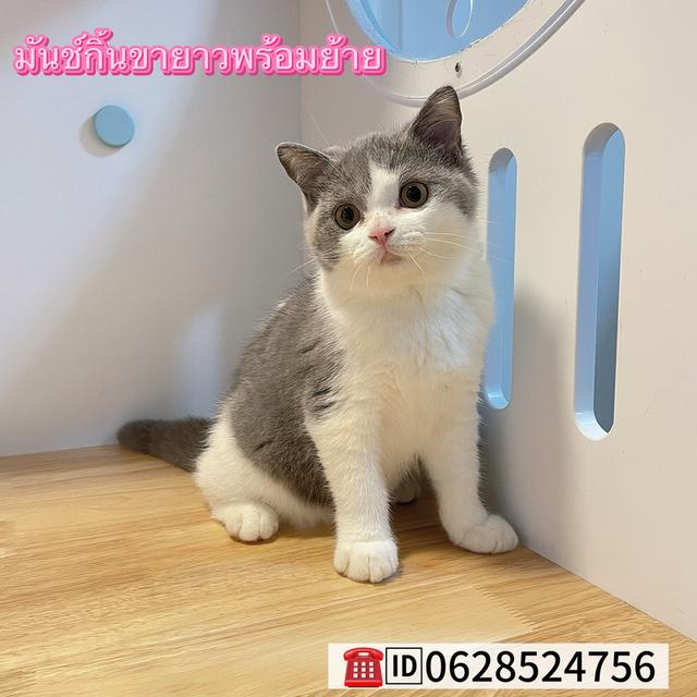 แมวมันช์กิ้นขายาวพร้อมย้าย