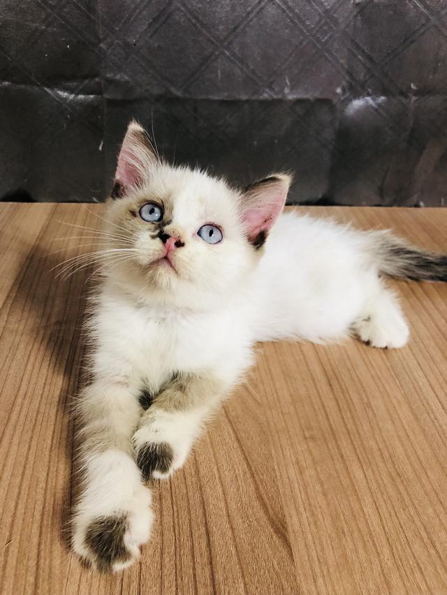 คนขายเลี้ยงเองครับ น้องแมวพันธุ์ อเมริกันเคิร์ลผสมหิมาลายัน เพศหญิง  ( ตาสีฟ้า ) 5