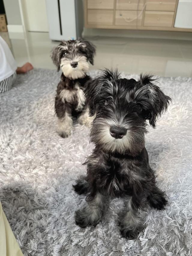 สุนัขพันธุ์ Schnauzer 2