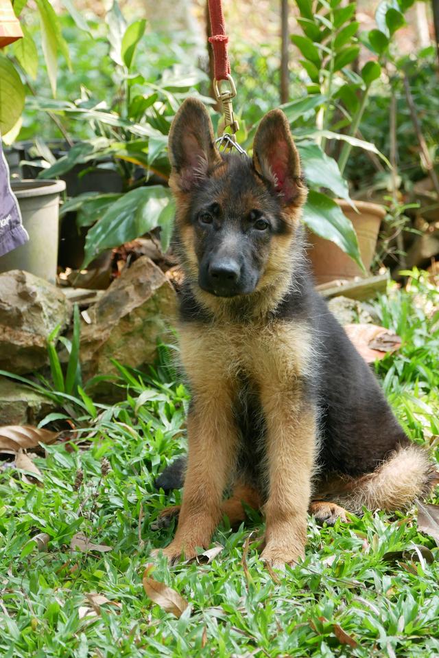 สุนัขเยอรมันเชพเพอด ลูกสุนัข รูปที่ 10