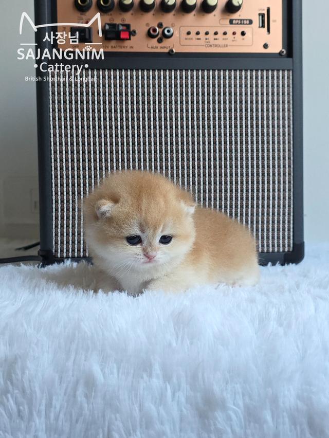 ลูกแมวบริติช ช็อตแฮร์ เพศชาย