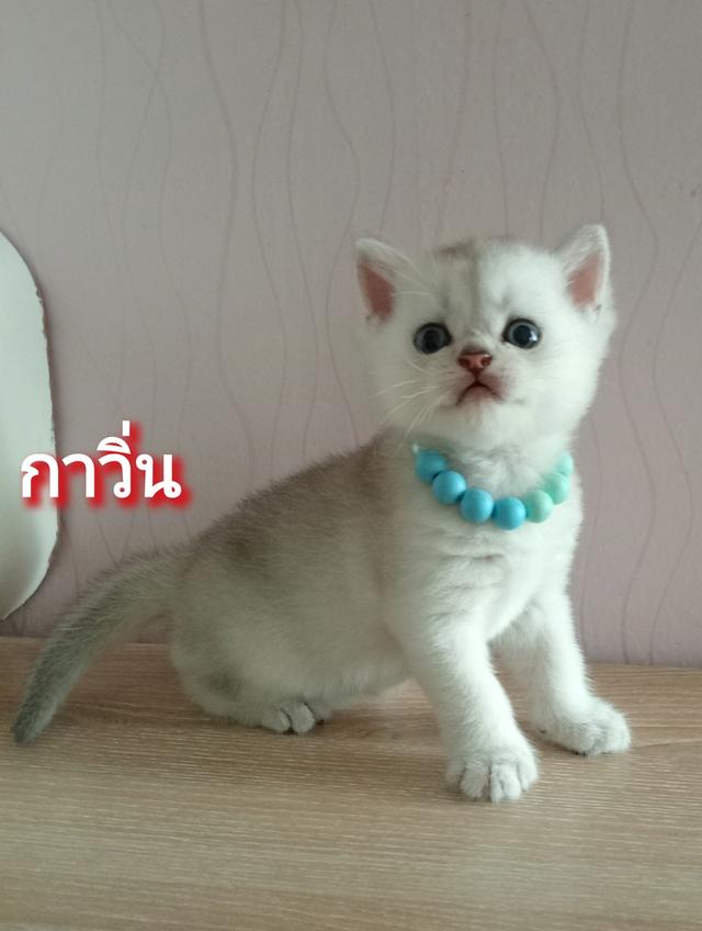 😺ลูกแมวสก็อตติชโฟล์ดแท้🐈🐈🐈