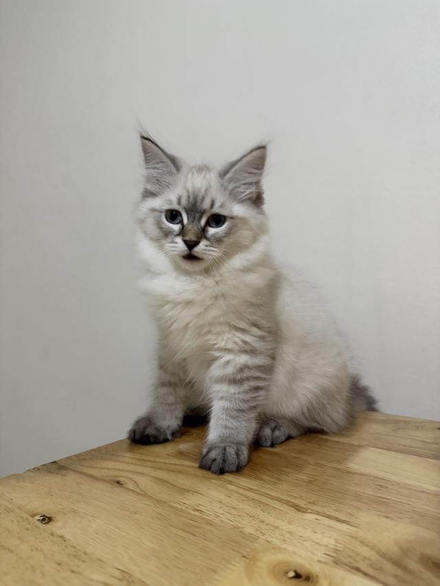 ลูกแมวไซบีเรียน (Siberian Cat) มีใบเพ็ท WCF รูปย่อยที่ 2