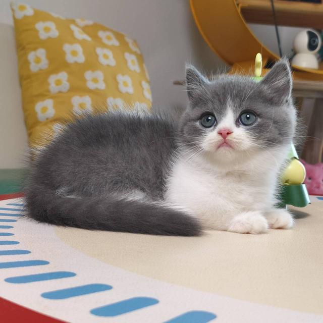 แมวมันช์กิ้น Munchkin short leg Oscat cattery chiangmai รูปที่ 12