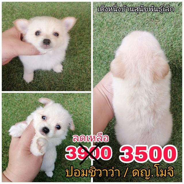 ปอมผสมชิวาว่า พร้อมย้าย