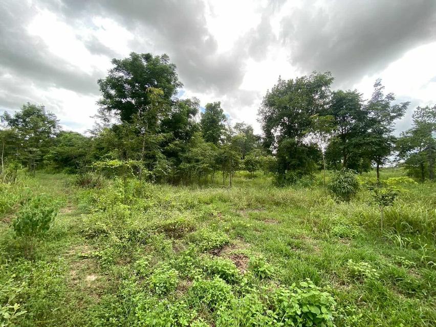 ขายที่ดิน เมืองพล จังหวัดขอนแก่น 5