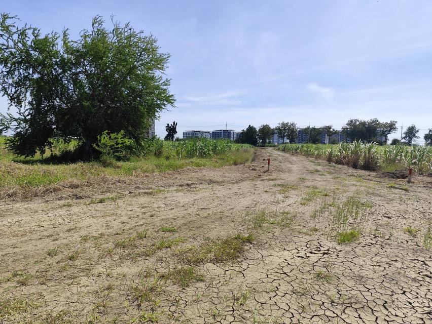 Sale Nice Land 5 Rais Nakhon Pathom suitable for residence and Projects 4