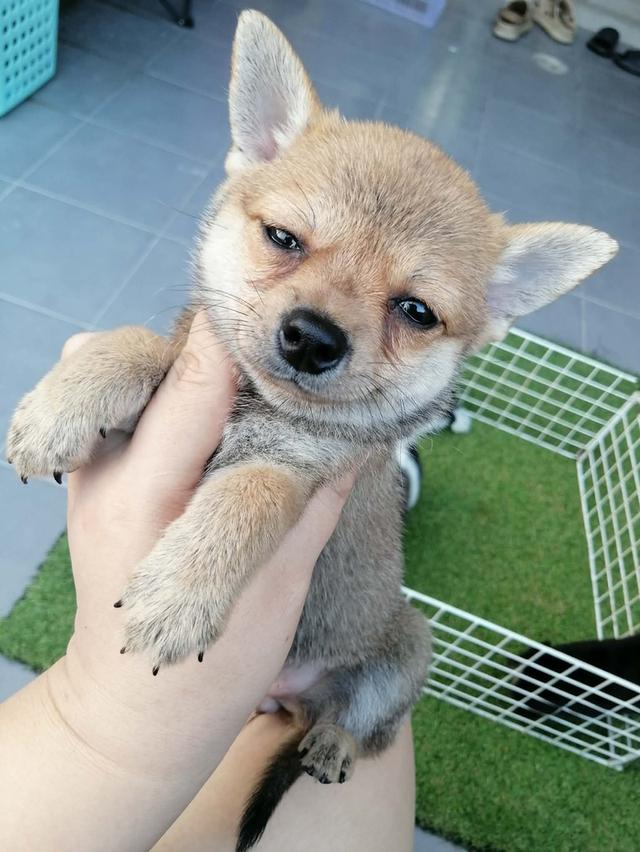 ชิวาว่าผสมปอม ขนสั้น เพศเมีย พร้อมย้าย