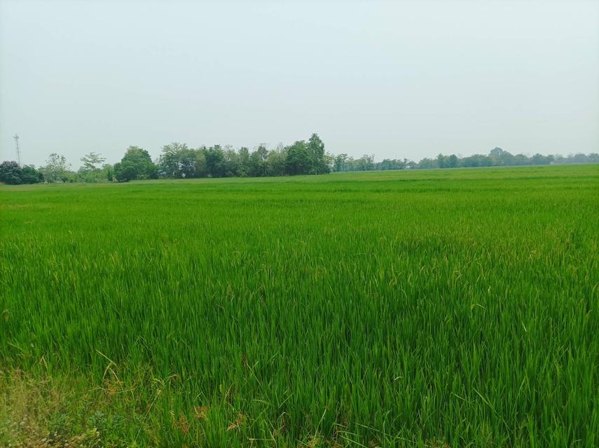 ขายที่ดิน ราคา8,000บาท/ตร.ว. ต.สง่าบ้าน อ.ดอยสะเก็ด จ.เชียงใหม่ 14