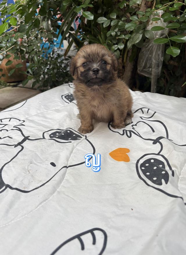 น้องปอมผสมชิสุ เด็กหญิง