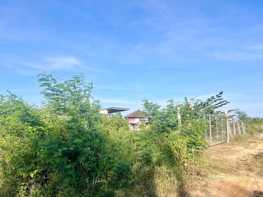 ที่ดิน กุยบุรี ประจวบคีรีขันธ์ ขนาด 1 ไร่ 1 งาน 289,000 บาท 9
