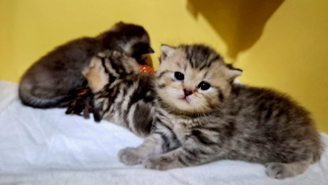 เเมวบริติชช๊อตเเฮร์ tabby