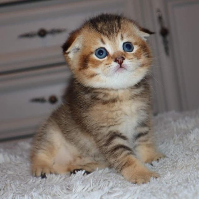 Scottish Fold Kittens  WhatsApp me : +66 63 826 3042 รูปที่ 2