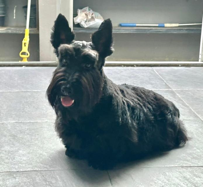 สุนัขพันธุ์ Scottish Terrier นำเข้า 3