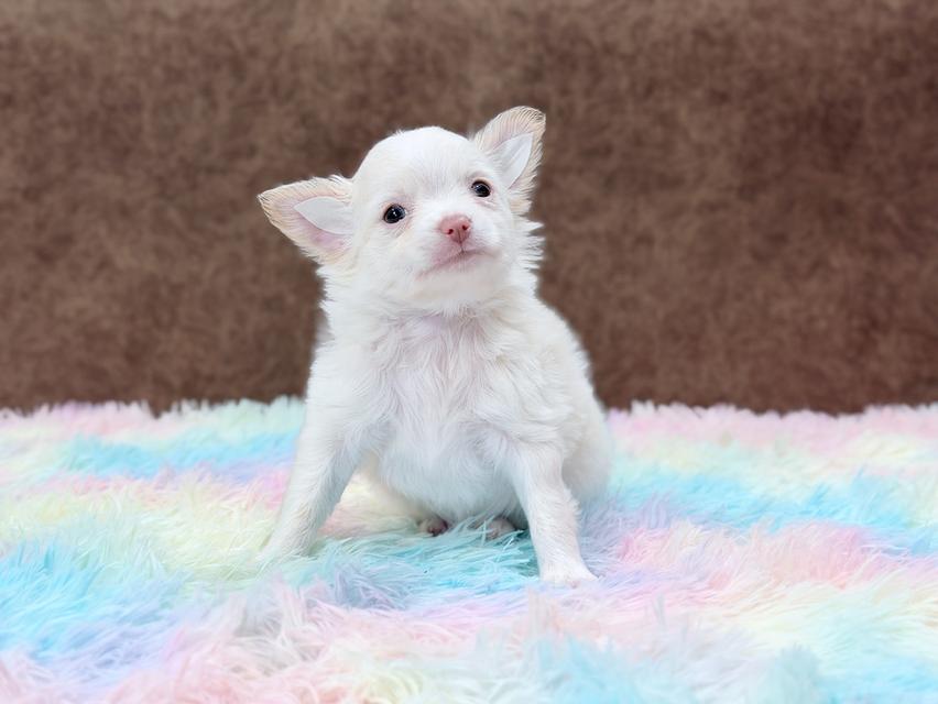 ชิวาวาผู้ ขนยาว สีขาวครีม รูปที่ 6