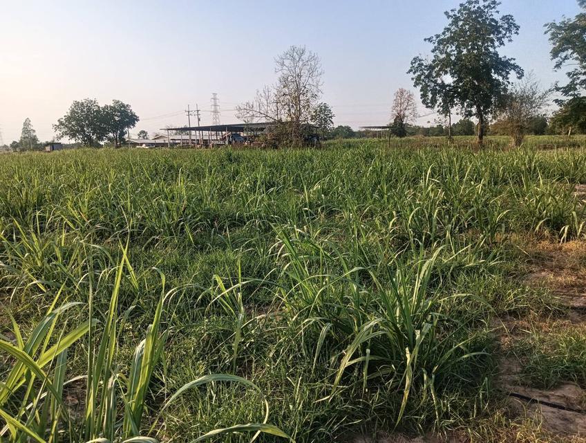ขายที่ดิน 200 ตรว ต.กุดกว้าง อ.หนองเรือ ขอนแก่นห่างถนนใหญ่ 2 กม ขาย 1.5 แสน 11