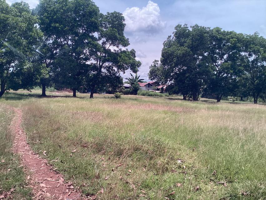 ขายที่ดินริมน้ำโขง13ไร่ใกล้สะพานมิตรภาพ”นครพนม” 5