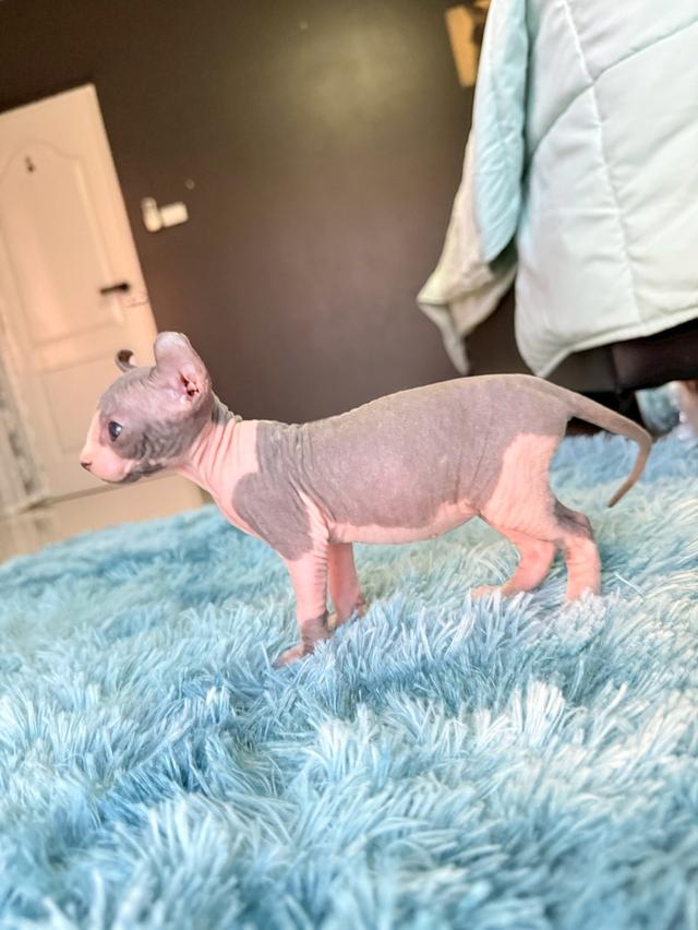 แมว สฟิงซ์ เพศเมีย หูพลิก 9