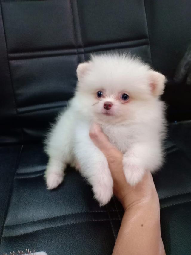 ลูก Pomeranian สีขาว 2