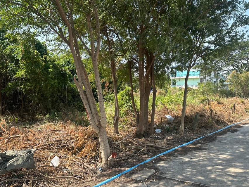 ที่ดินบางประหัน อยุธยา ติดถนนใหญ่ 6