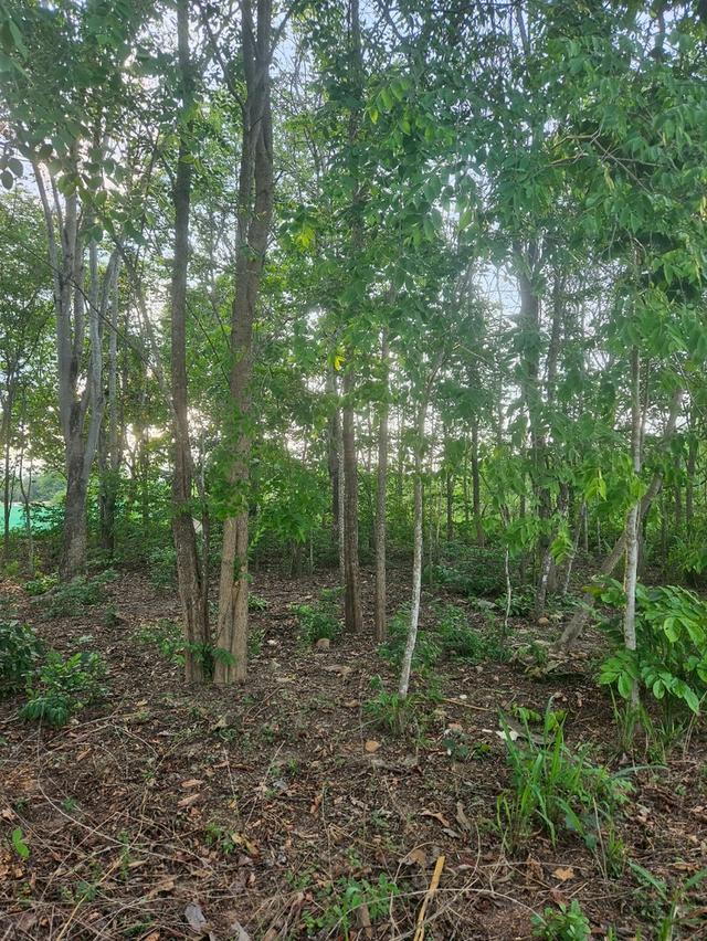 ขายบ้านพร้อมที่ดิน 15