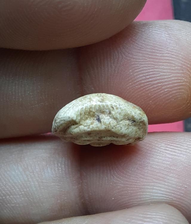 พระสังกัจจายน์ข้า เม็ดหลวงปู่ภูวัดอินทร์ รูปที่ 5