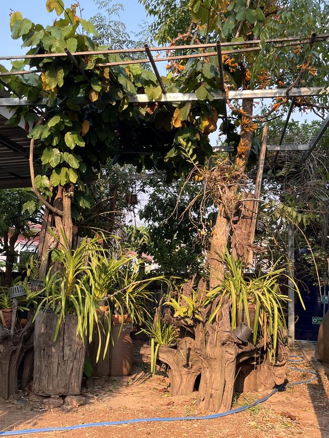 🔥 ที่ดินวิวพระอาทิตย์ตก ใจกลางอุดร 100 ตรว. ทำเลหายาก! ใกล้ UD TOWN 🌅 9