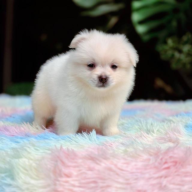 ปอมผสมชิวาวา เพศผู้ 6