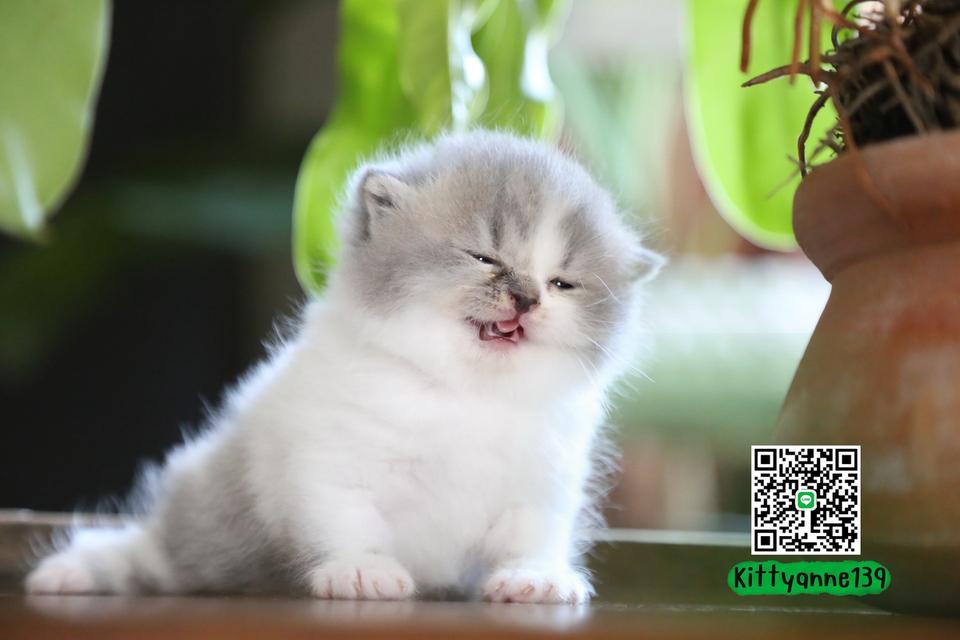 แมวเปอร์เซียผสมบริติช รูปย่อยที่ 2