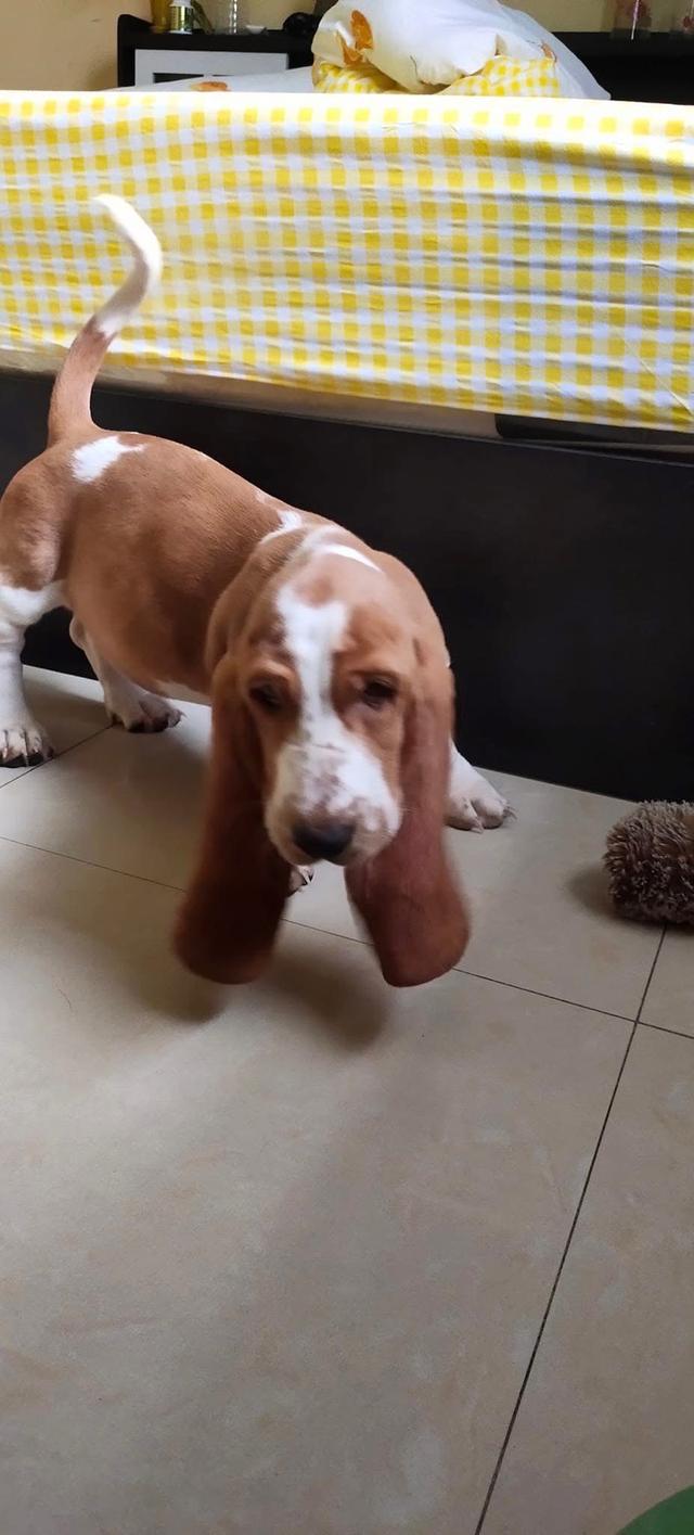 ลูกสุนัข Basset Hound หาบ้าน