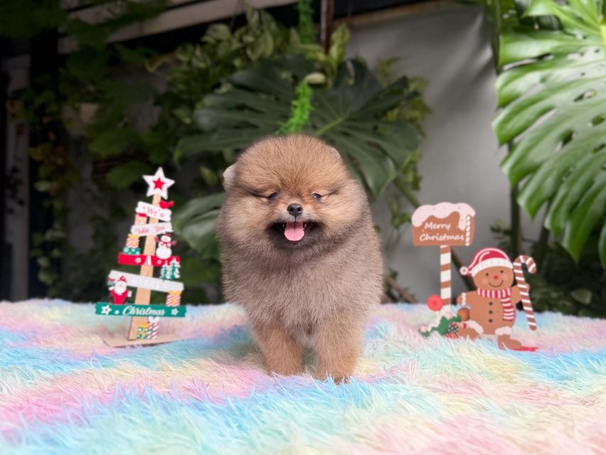 ปอมแท้ เพศเมียสีส้ม พิกัดรามอินทรา 8