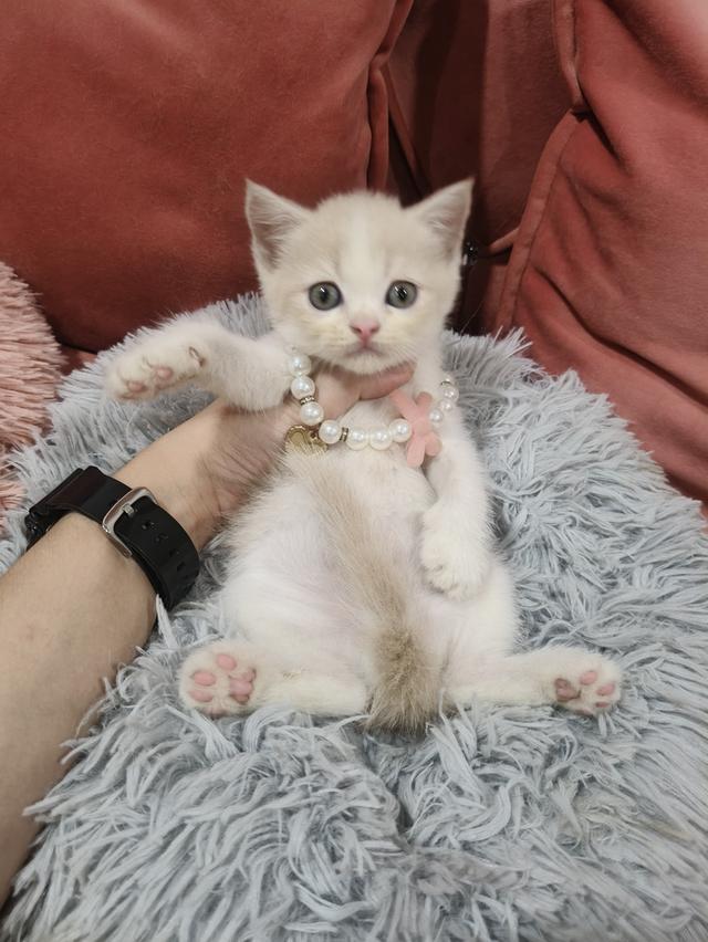 เด็กชาย สีชานม ขาว หาบ้าน🏠🏡😻 รูปที่ 5