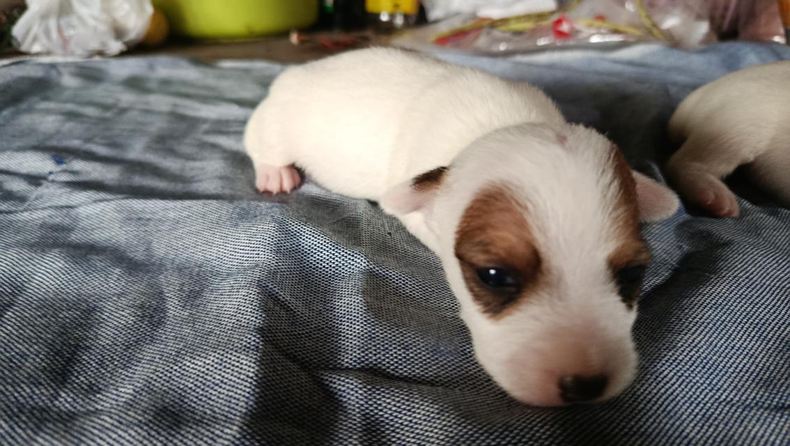 ลูกสุนัขแจ็ครัสเซลล์ขนหัก รูปย่อยที่ 4