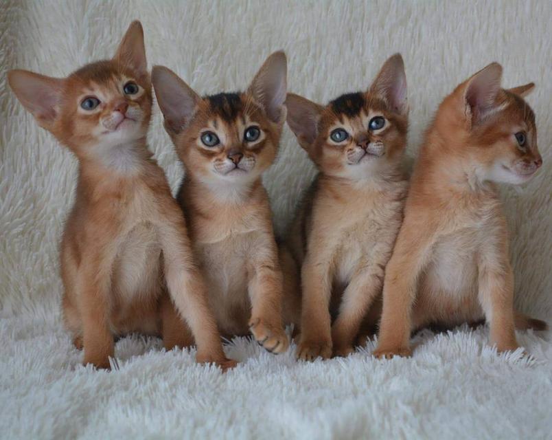 Abyssinian Kittens Ready For Sale
