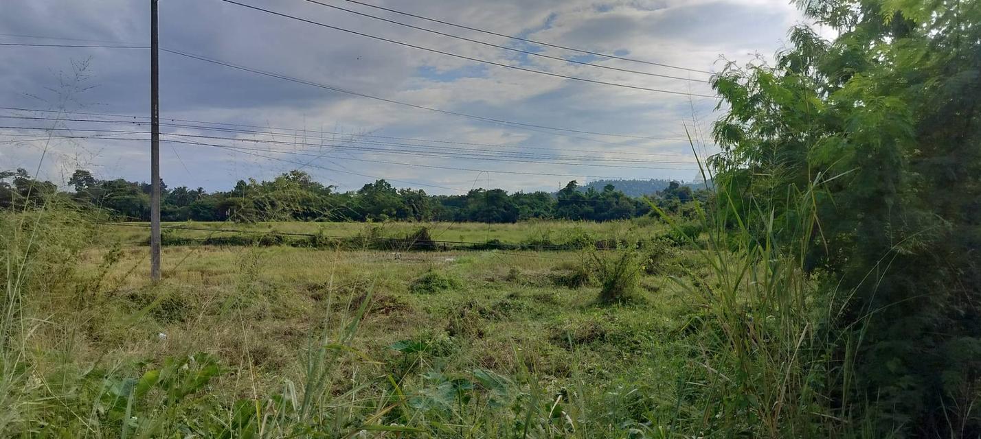 ที่ดิน 4