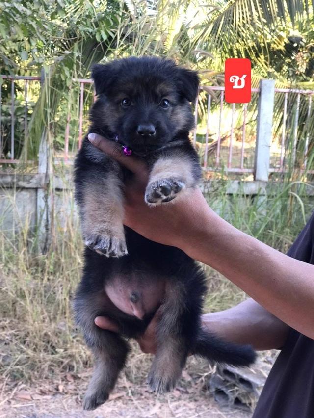 ลูก German Shepherd เปิดขาย 6