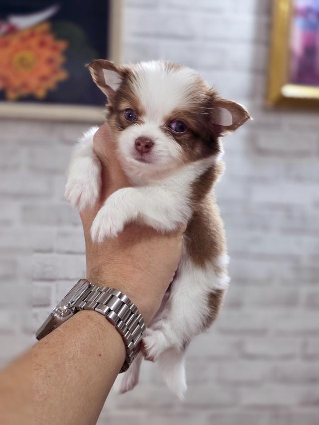 Chihuahua แท้เพศผู้ น้องฟูจิ