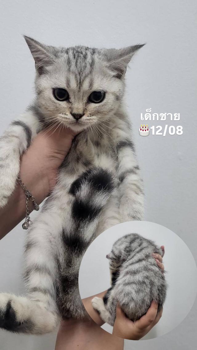 ดช.สก็อตติช ตัวเมืองนครปฐม พร้อมย้าย