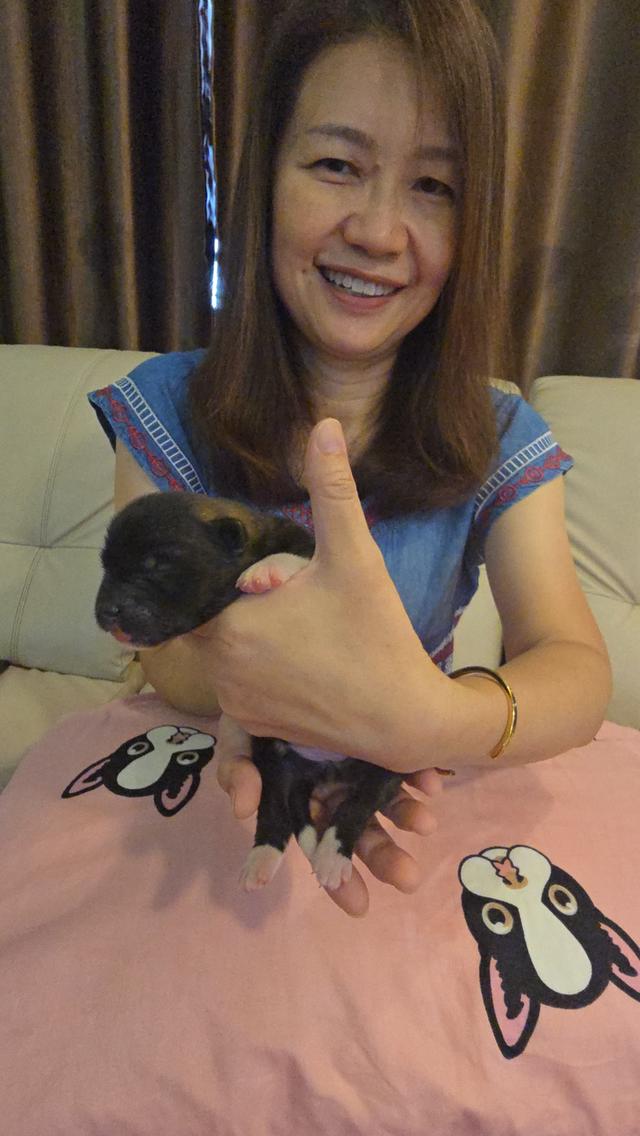 เปิดจองลูกอเมริกันอะคิตะ 4