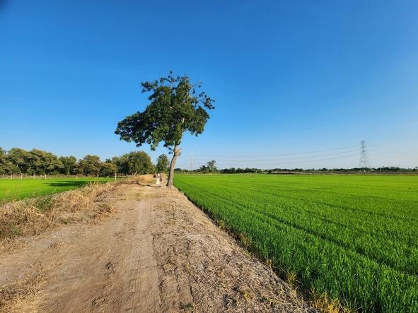 ขายที่ดิน ไทรน้อย ขนาด 10 ไร่ ใกล้ถนนบางบัวทอง-สุพรรณบุรี หน้ากว้าง 126 เมตร ใกล้วัดราษฎร์นิยม ทำเลดี เหมาะทำการเกษตร ปล 3