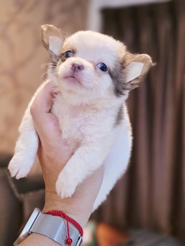 ชิวาวาแท้ขนยาว ผู้ พิกัดรามอินทรา