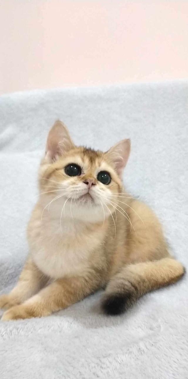 British Shorthair 4