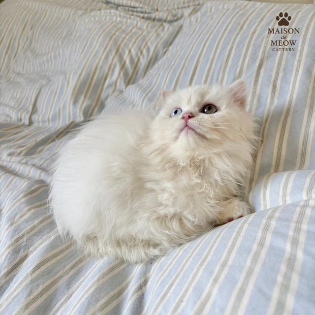 ❌🏠ได้บ้านแล้ว เปอร์เซียแท้ ตาสองสี ดช👦🏻 4