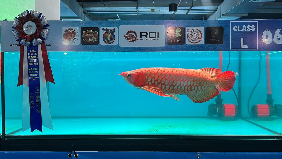 24 Red Arowana 🇹🇭 ปลามังกรนำเข้าแดงอินโด สนามหลวง2ซอย10 รูปที่ 3